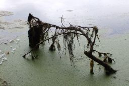 Wasserlinsen am Rand eines eutrophierten Sees - Foto von Norbert Höfert